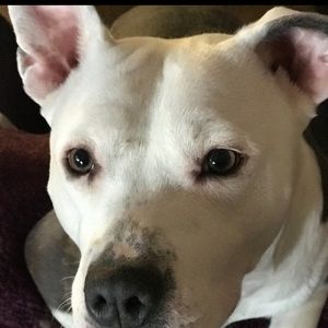 Meet your Posher, Mason